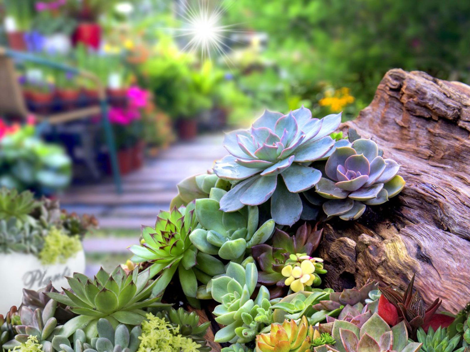 5 Most Unusual Succulent You Can Plant In Your Garden In 2024 The Event Chronicle 7644
