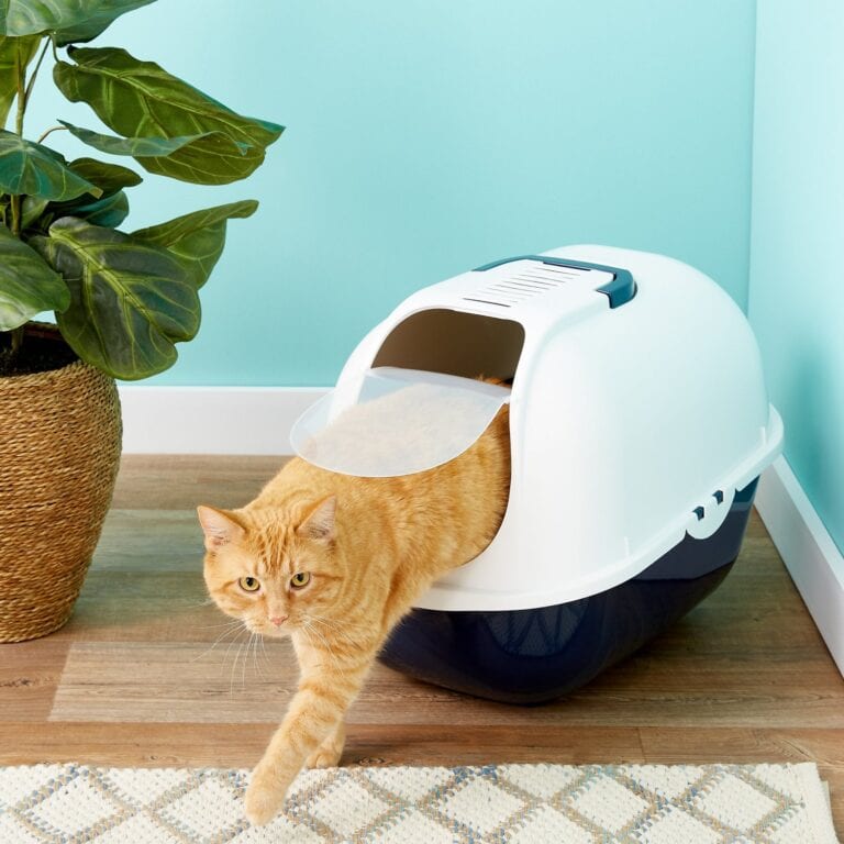 6 Cat Litter Box Mistakes You May Be Making 2023 Guide The Event Chronicle