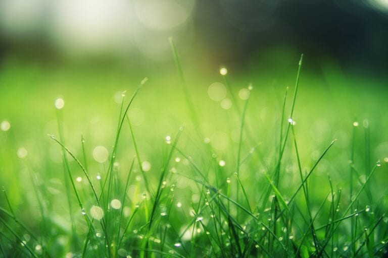 Is it OK to Put Grass Seed Down Before it Rains? - The Event Chronicle