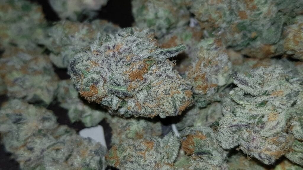 buy purple punch strain