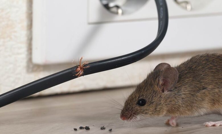 How To Protect Your Home From Mice Before They Get In 780x470 