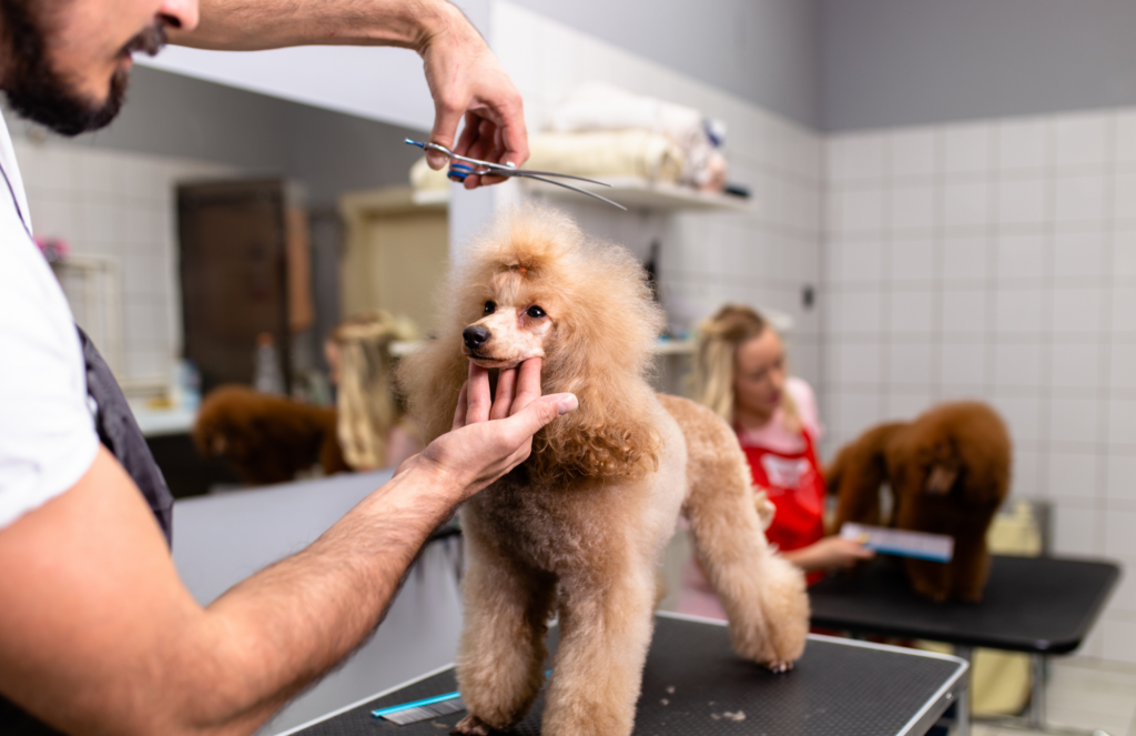 How to Keep a Dog Calm During Professional Grooming? The Event Chronicle