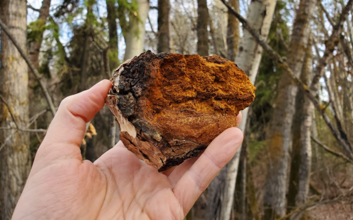 Health Benefits of Medicinal Mushrooms - chaga, lion's mane, reishi, Cordyceps