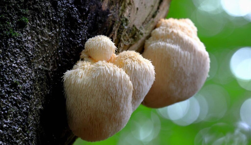 Lion's Mane - used in diet and in making Chocolate bars