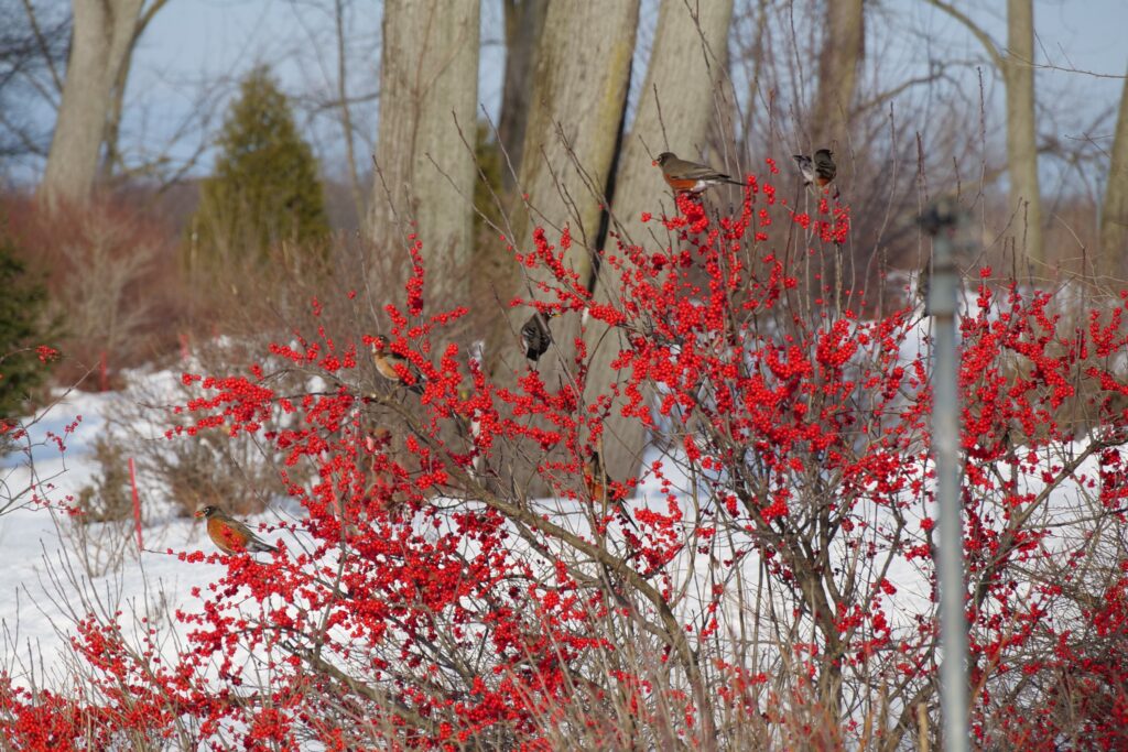 Seasonal Changes and Enjoying Your Native Garden Year-Round