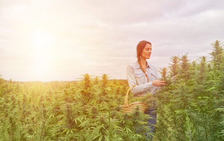 Understanding CBD and Its Wellness Benefits