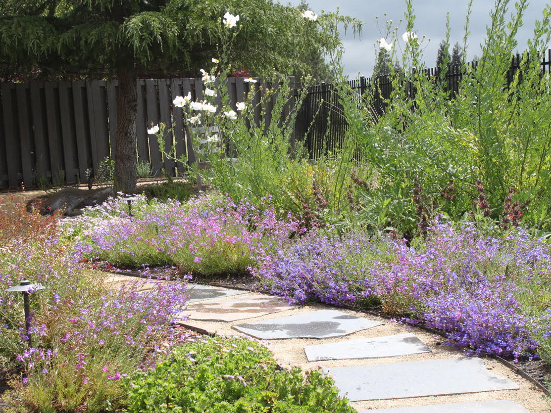 Why Your Garden Needs More Native Plants