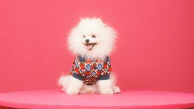 Doggie Dress Code: Tips for a Happy and Stylish Pooch